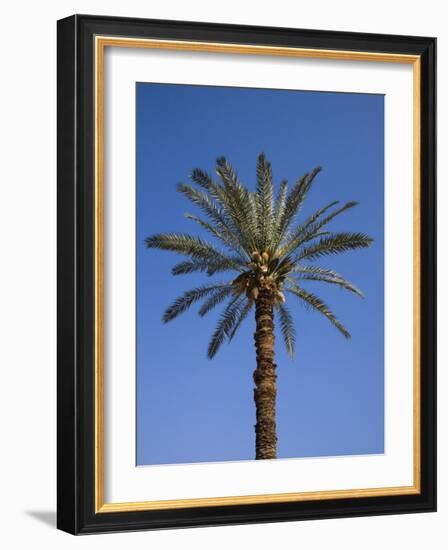 Palm Tree Growing in Karnak Temple, Luxor, Egypt-Julian Love-Framed Photographic Print