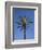 Palm Tree Growing in Karnak Temple, Luxor, Egypt-Julian Love-Framed Photographic Print