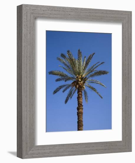 Palm Tree Growing in Karnak Temple, Luxor, Egypt-Julian Love-Framed Photographic Print