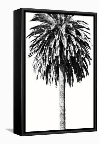 Palm Tree II-Devon Davis-Framed Stretched Canvas