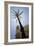 Palm Tree in Cadiz-Felipe Rodriguez-Framed Photographic Print