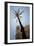 Palm Tree in Cadiz-Felipe Rodriguez-Framed Photographic Print