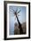 Palm Tree in Cadiz-Felipe Rodriguez-Framed Photographic Print