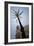 Palm Tree in Cadiz-Felipe Rodriguez-Framed Photographic Print