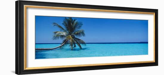 Palm Tree in the Sea, Maldives-null-Framed Photographic Print