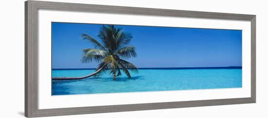 Palm Tree in the Sea, Maldives-null-Framed Photographic Print