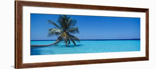 Palm Tree in the Sea, Maldives-null-Framed Photographic Print