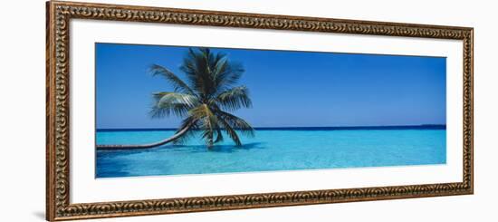 Palm Tree in the Sea, Maldives-null-Framed Photographic Print