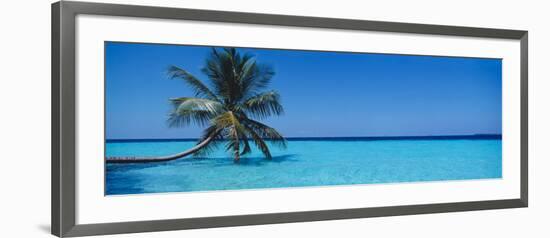 Palm Tree in the Sea, Maldives-null-Framed Photographic Print