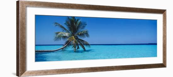 Palm Tree in the Sea, Maldives-null-Framed Photographic Print
