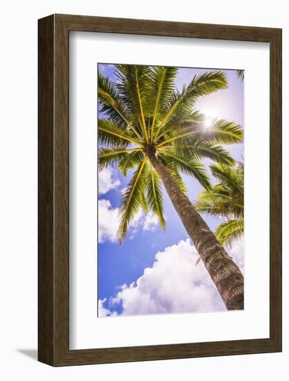 Palm Tree in Titikaveka, Rarotonga, Cook Islands, South Pacific Ocean, Pacific-Matthew Williams-Ellis-Framed Photographic Print