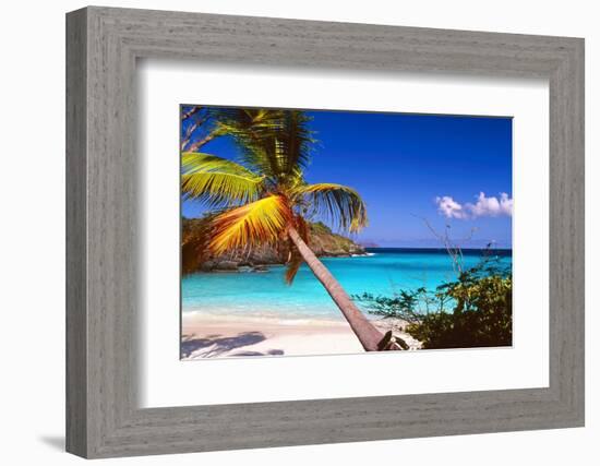 Palm Tree in Trunk Bay, St John, USVI-George Oze-Framed Photographic Print