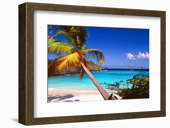 Palm Tree in Trunk Bay, St John, USVI-George Oze-Framed Photographic Print