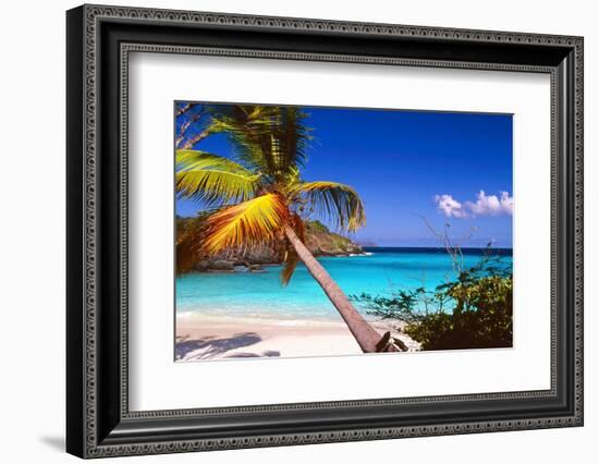 Palm Tree in Trunk Bay, St John, USVI-George Oze-Framed Photographic Print