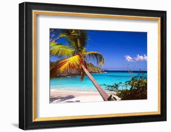 Palm Tree in Trunk Bay, St John, USVI-George Oze-Framed Photographic Print