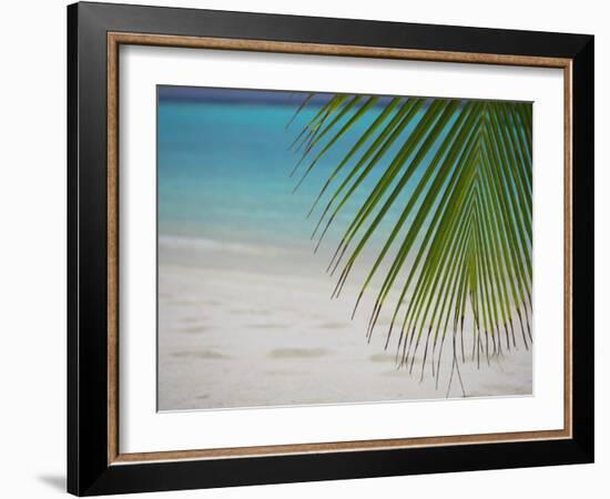 Palm Tree Leaf and Tropical Beach, Maldives, Indian Ocean-Papadopoulos Sakis-Framed Photographic Print