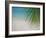 Palm Tree Leaf and Tropical Beach, Maldives, Indian Ocean-Papadopoulos Sakis-Framed Photographic Print