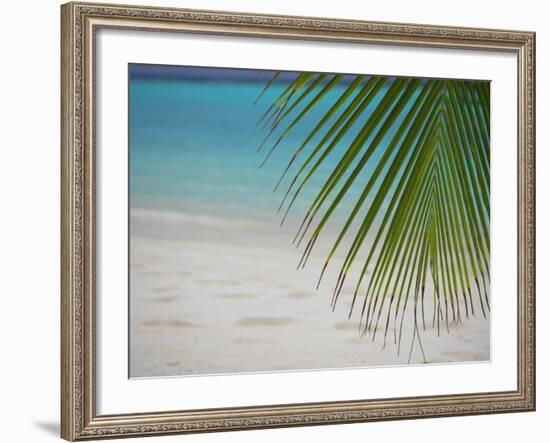 Palm Tree Leaf and Tropical Beach, Maldives, Indian Ocean-Papadopoulos Sakis-Framed Photographic Print