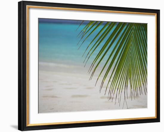 Palm Tree Leaf and Tropical Beach, Maldives, Indian Ocean-Papadopoulos Sakis-Framed Photographic Print