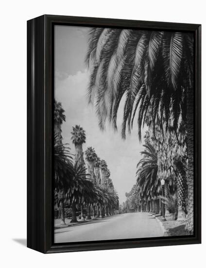 Palm Tree-Lined Street in Beverly Hills-Alfred Eisenstaedt-Framed Premier Image Canvas