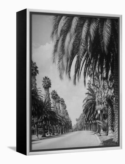 Palm Tree-Lined Street in Beverly Hills-Alfred Eisenstaedt-Framed Premier Image Canvas