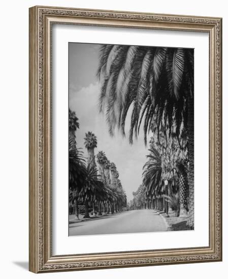 Palm Tree-Lined Street in Beverly Hills-Alfred Eisenstaedt-Framed Premium Photographic Print