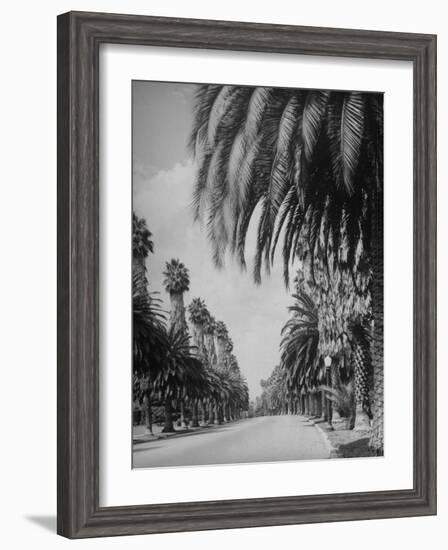 Palm Tree-Lined Street in Beverly Hills-Alfred Eisenstaedt-Framed Premium Photographic Print