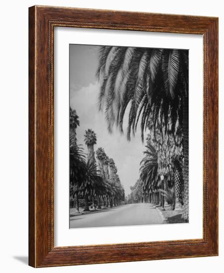 Palm Tree-Lined Street in Beverly Hills-Alfred Eisenstaedt-Framed Premium Photographic Print