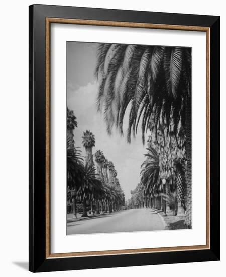 Palm Tree-Lined Street in Beverly Hills-Alfred Eisenstaedt-Framed Premium Photographic Print