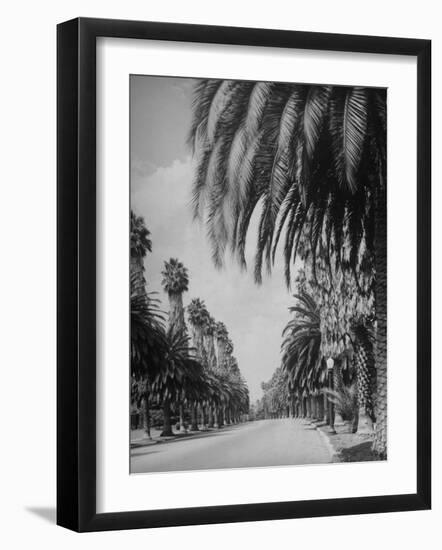 Palm Tree-Lined Street in Beverly Hills-Alfred Eisenstaedt-Framed Premium Photographic Print