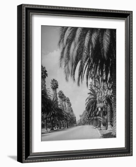 Palm Tree-Lined Street in Beverly Hills-Alfred Eisenstaedt-Framed Premium Photographic Print