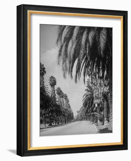 Palm Tree-Lined Street in Beverly Hills-Alfred Eisenstaedt-Framed Premium Photographic Print