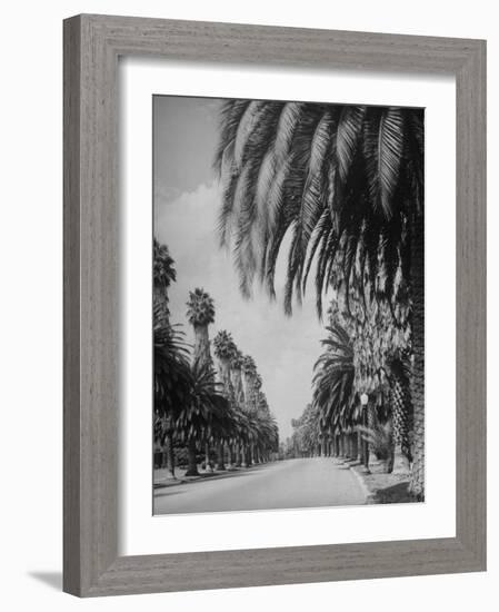 Palm Tree-Lined Street in Beverly Hills-Alfred Eisenstaedt-Framed Photographic Print