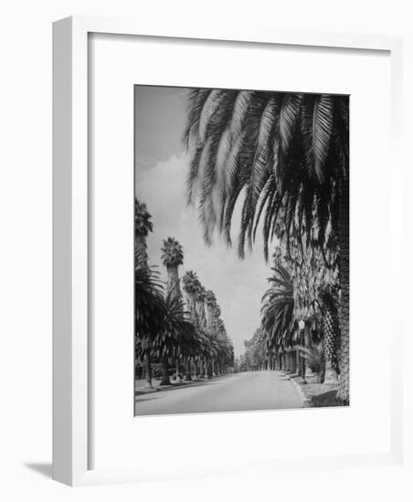 Palm Tree-Lined Street in Beverly Hills-Alfred Eisenstaedt-Framed Photographic Print