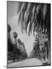 Palm Tree-Lined Street in Beverly Hills-Alfred Eisenstaedt-Mounted Photographic Print