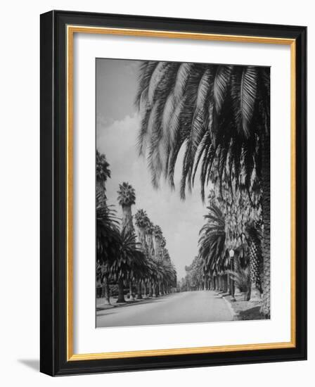 Palm Tree-Lined Street in Beverly Hills-Alfred Eisenstaedt-Framed Photographic Print