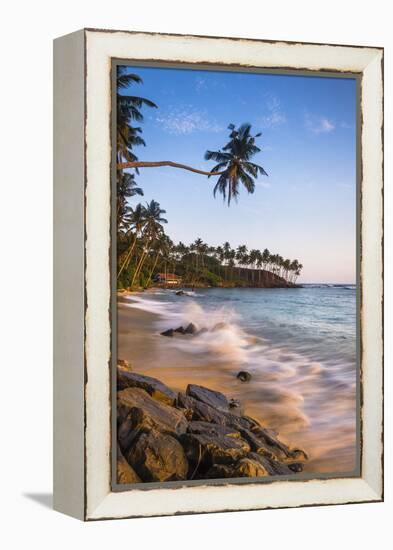 Palm Tree, Mirissa Beach, South Coast of Sri Lanka, Sri Lanka, Asia-Matthew Williams-Ellis-Framed Premier Image Canvas