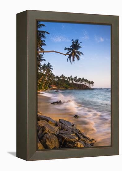 Palm Tree, Mirissa Beach, South Coast of Sri Lanka, Sri Lanka, Asia-Matthew Williams-Ellis-Framed Premier Image Canvas