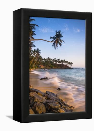 Palm Tree, Mirissa Beach, South Coast of Sri Lanka, Sri Lanka, Asia-Matthew Williams-Ellis-Framed Premier Image Canvas