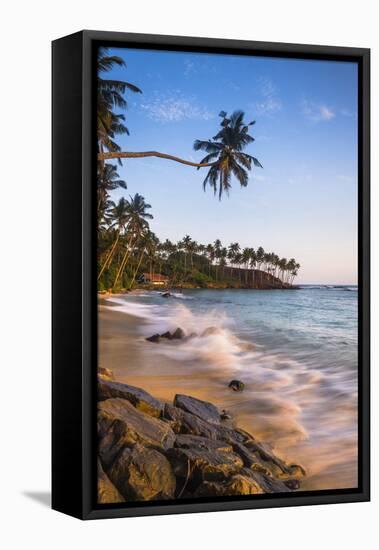 Palm Tree, Mirissa Beach, South Coast of Sri Lanka, Sri Lanka, Asia-Matthew Williams-Ellis-Framed Premier Image Canvas