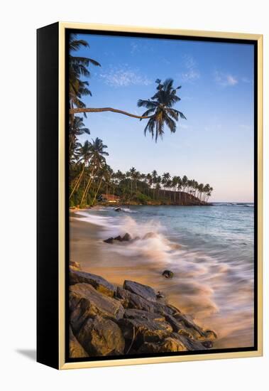 Palm Tree, Mirissa Beach, South Coast of Sri Lanka, Sri Lanka, Asia-Matthew Williams-Ellis-Framed Premier Image Canvas