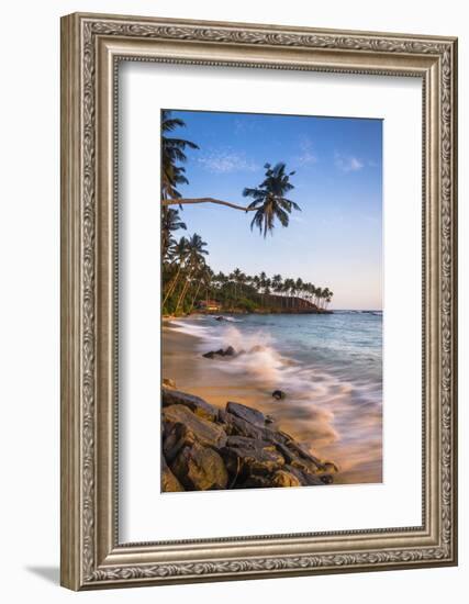 Palm Tree, Mirissa Beach, South Coast of Sri Lanka, Sri Lanka, Asia-Matthew Williams-Ellis-Framed Photographic Print