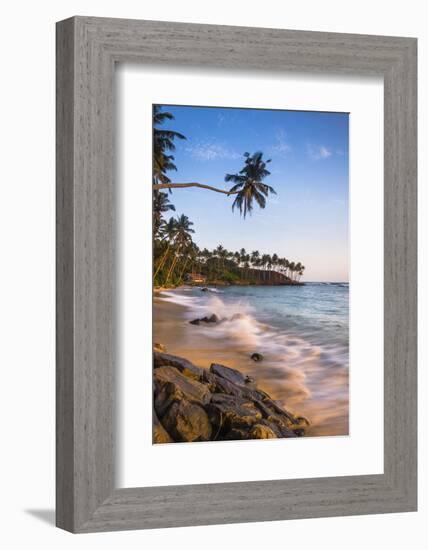 Palm Tree, Mirissa Beach, South Coast of Sri Lanka, Sri Lanka, Asia-Matthew Williams-Ellis-Framed Photographic Print
