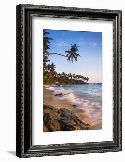 Palm Tree, Mirissa Beach, South Coast of Sri Lanka, Sri Lanka, Asia-Matthew Williams-Ellis-Framed Photographic Print