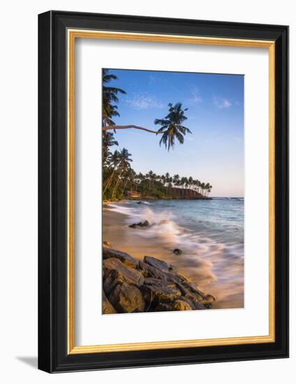 Palm Tree, Mirissa Beach, South Coast of Sri Lanka, Sri Lanka, Asia-Matthew Williams-Ellis-Framed Photographic Print