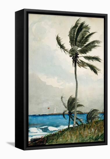 Palm Tree, Nassau, 1898-Winslow Homer-Framed Premier Image Canvas