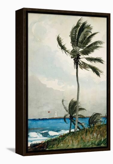 Palm Tree, Nassau, 1898-Winslow Homer-Framed Premier Image Canvas