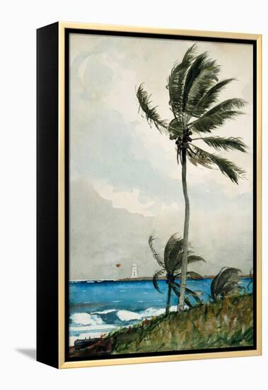 Palm Tree, Nassau, 1898-Winslow Homer-Framed Premier Image Canvas