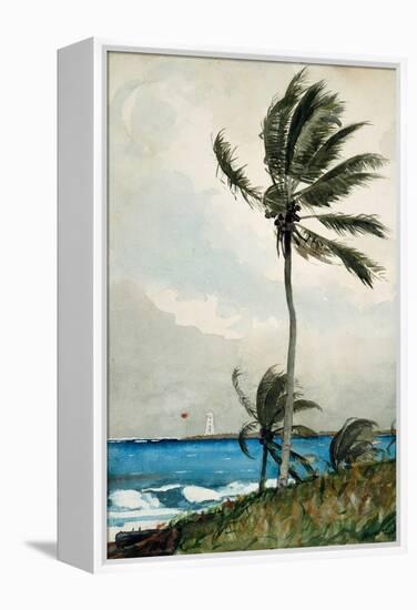 Palm Tree, Nassau, 1898-Winslow Homer-Framed Premier Image Canvas