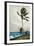 Palm Tree, Nassau, 1898-Winslow Homer-Framed Giclee Print